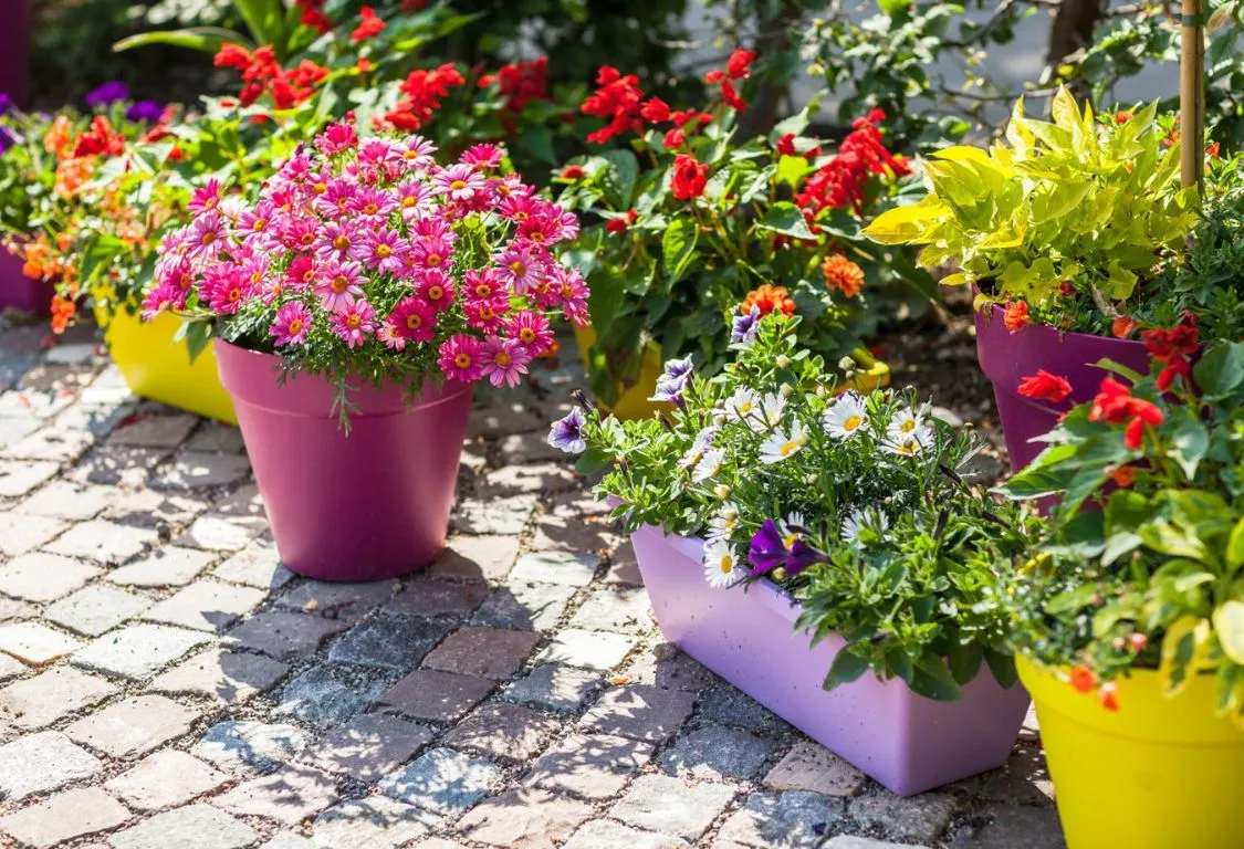 vårplantering av perenner