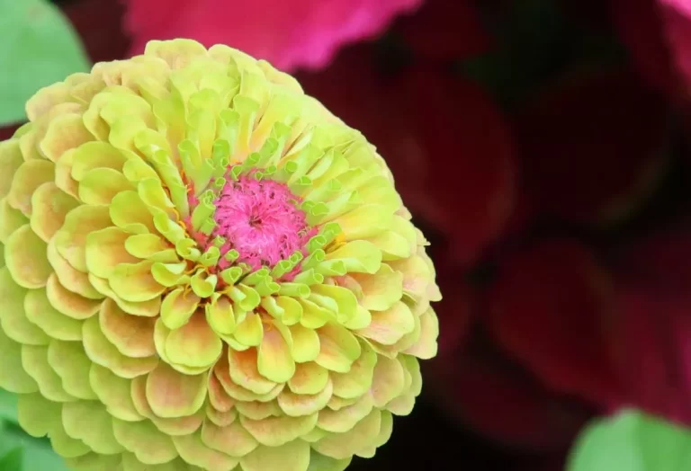 zinnia växt