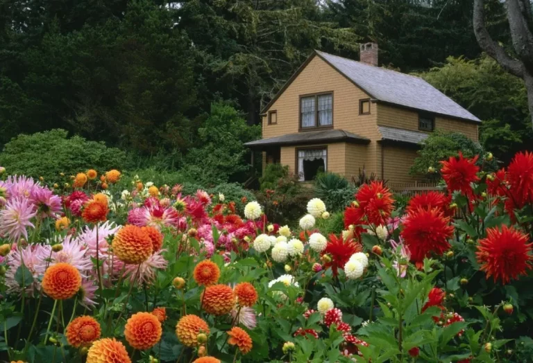 Dahlior i trädgårdsdesign