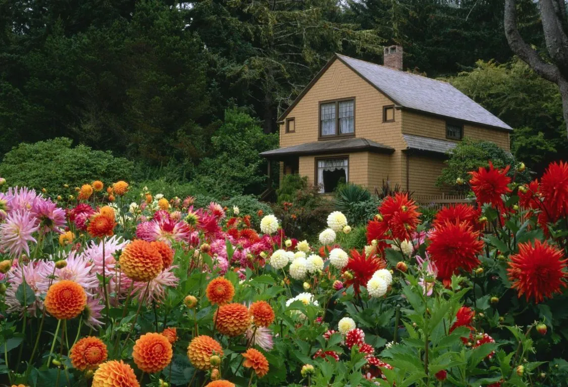 Dahlior i trädgårdsdesign