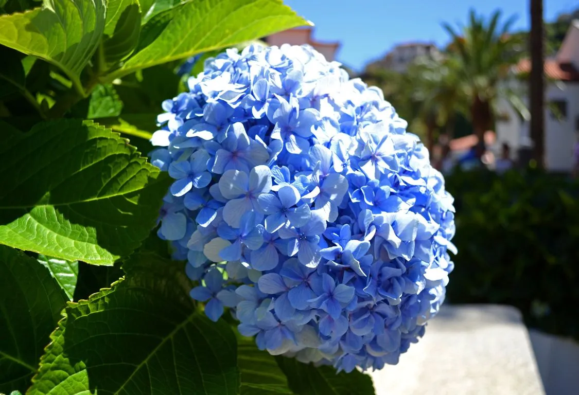 odla hortensia