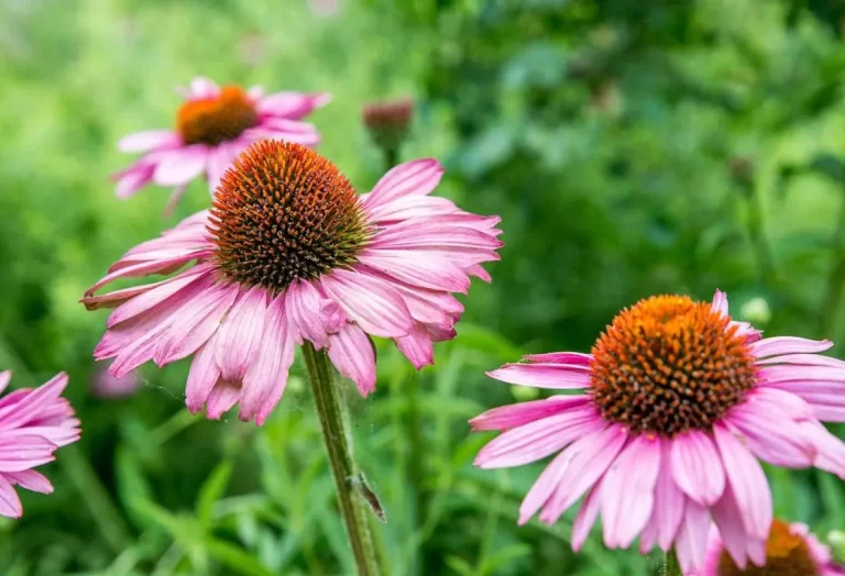 Plantering av Röd Solhatt