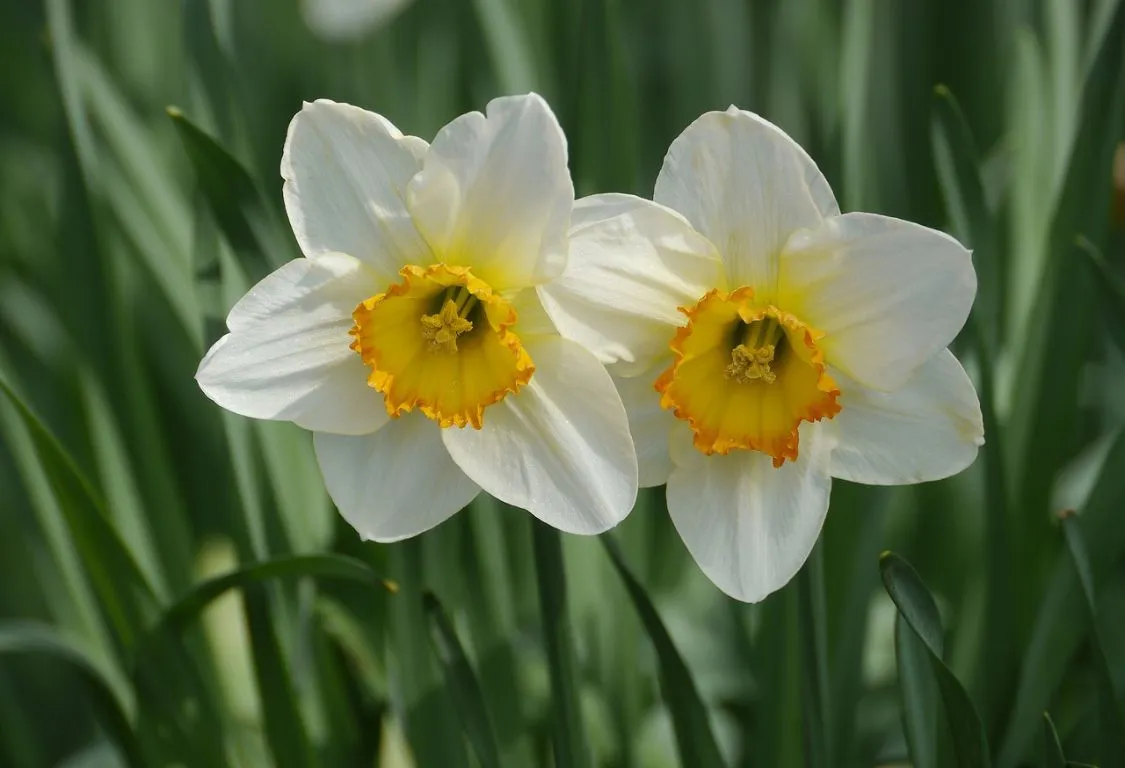 Plantera påskliljor