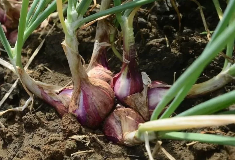odla schalottenlök