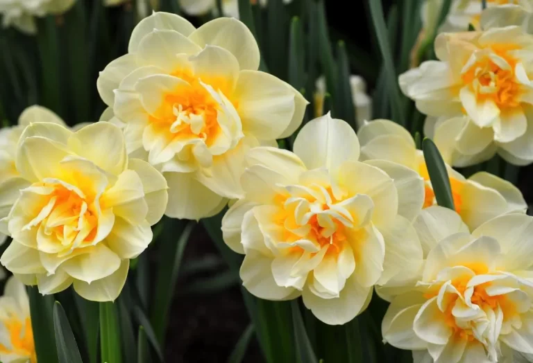 skötsel av påskliljor