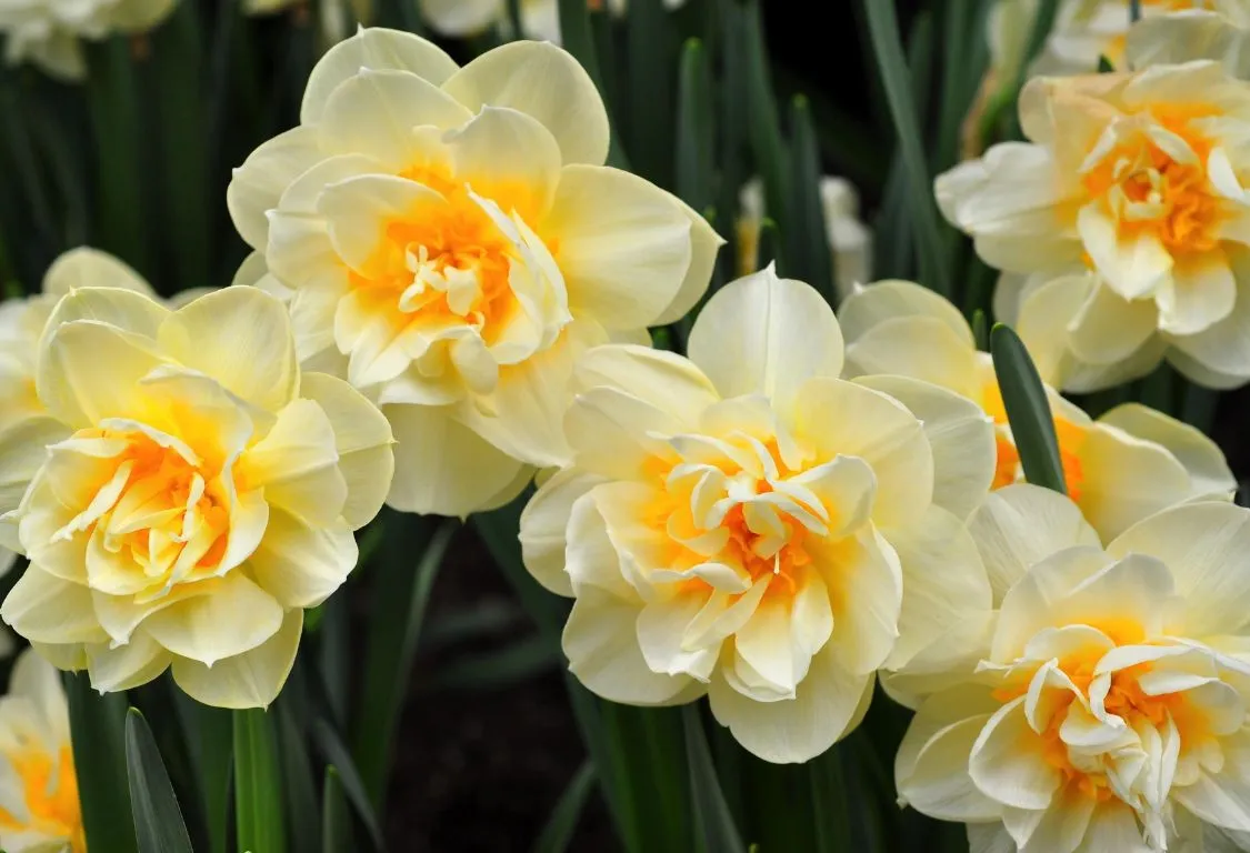 skötsel av påskliljor