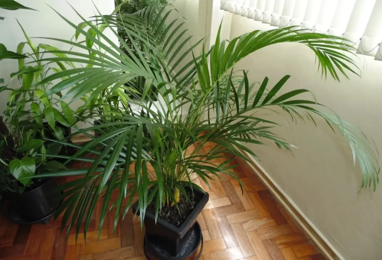Odla Palm