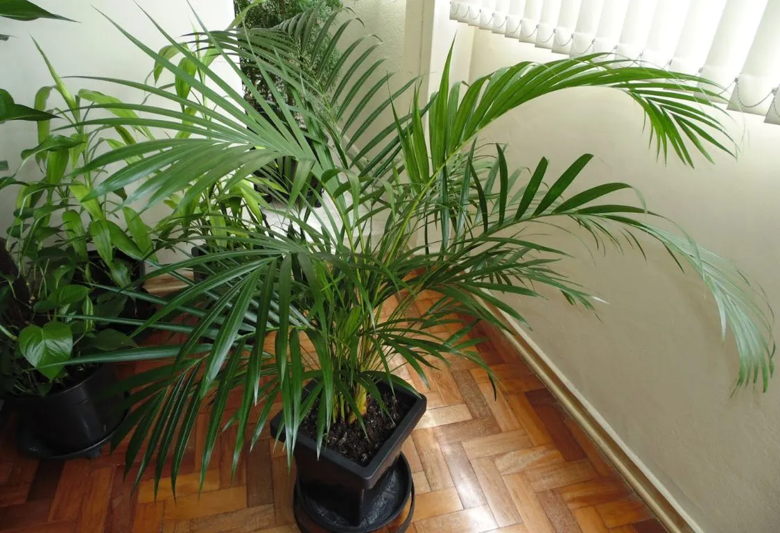 Odla Palm