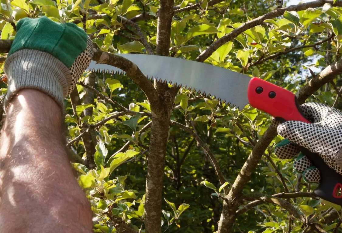 beskära buskar och träd