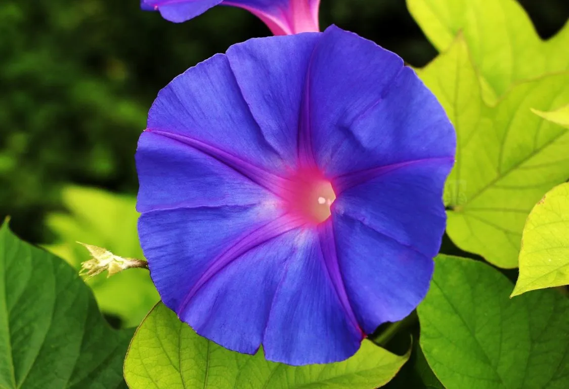 Purpurvinda skötsel