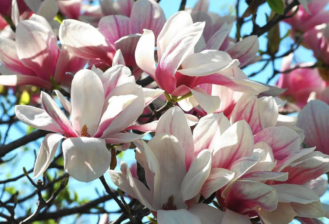 plantera magnolia träd