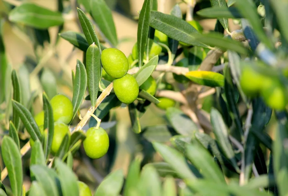 odla olivträd hemma