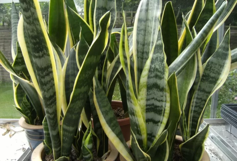 skötselråd svärmors tunga