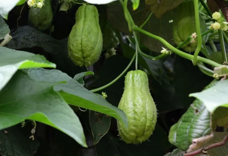 Odla chayote