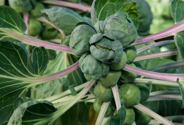 odla brysselkål