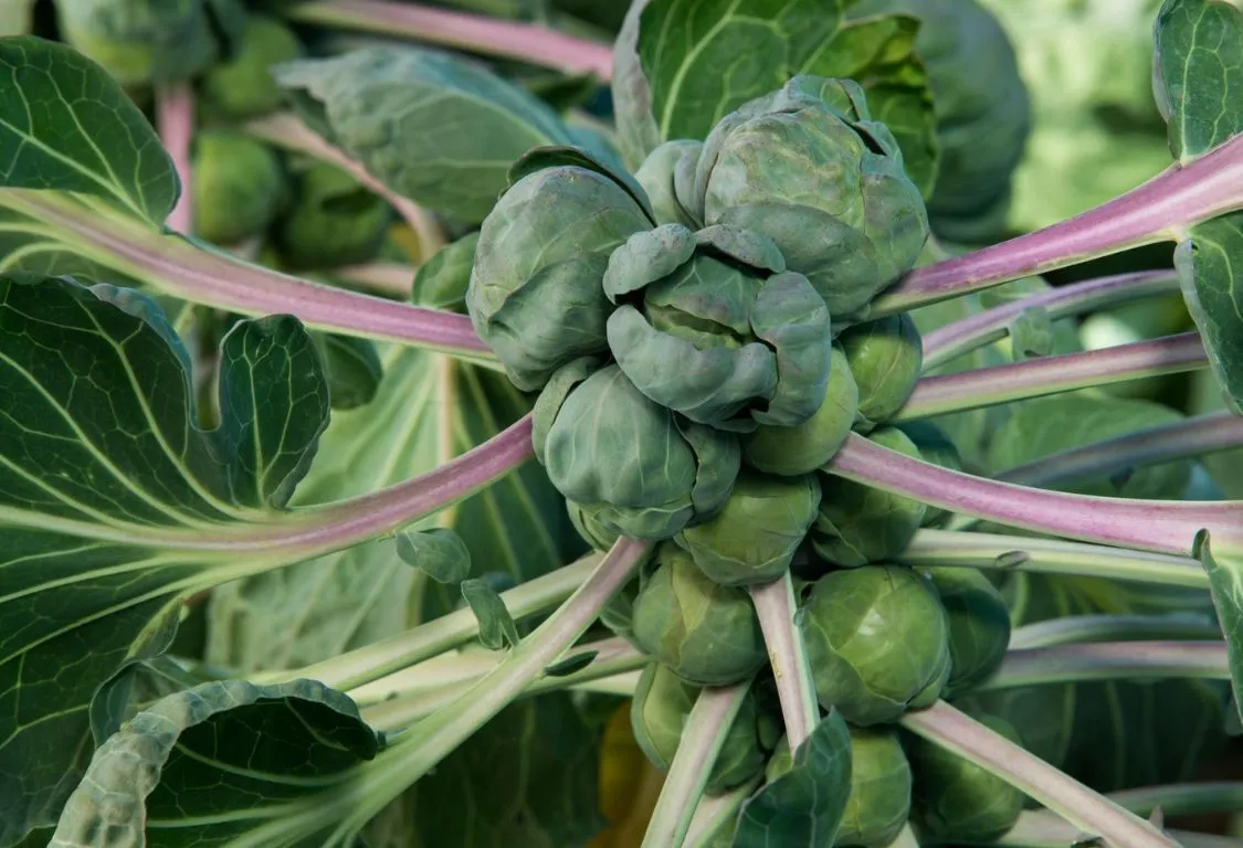 odla brysselkål