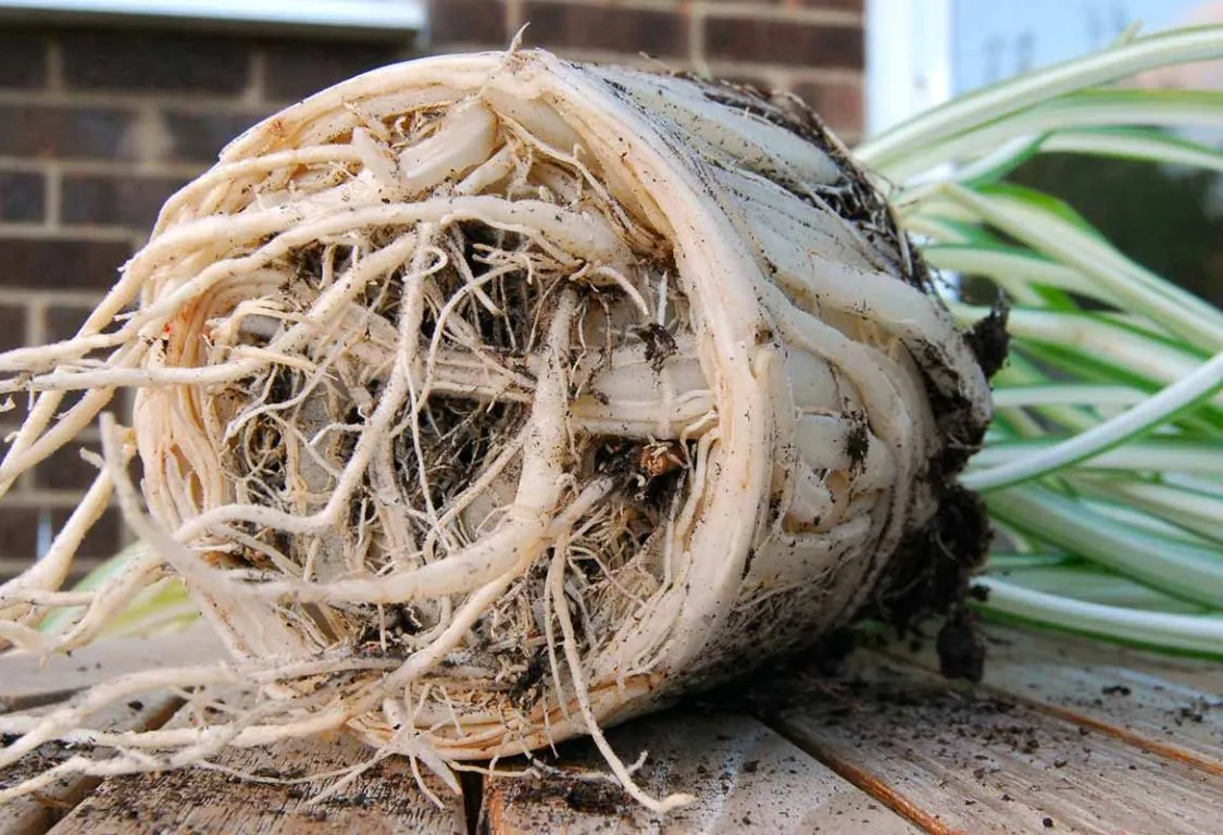 Hur identifiera rotröta