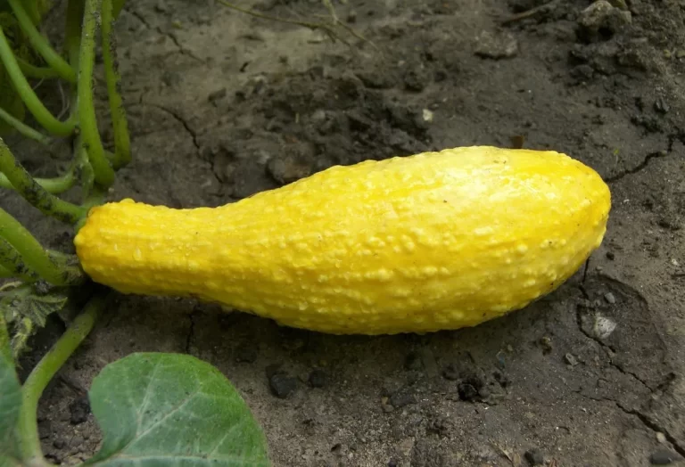 odla gul squash