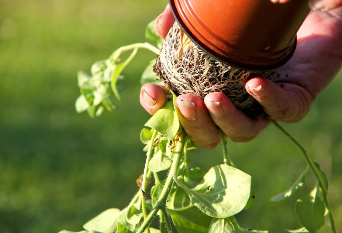 Rotröta i inomhusväxter