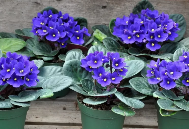 odla afrikanska violer