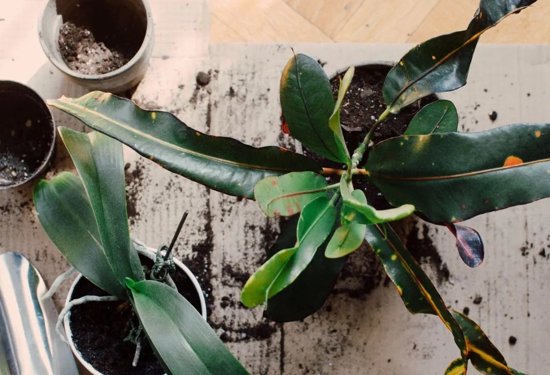 Rotröta förebyggande