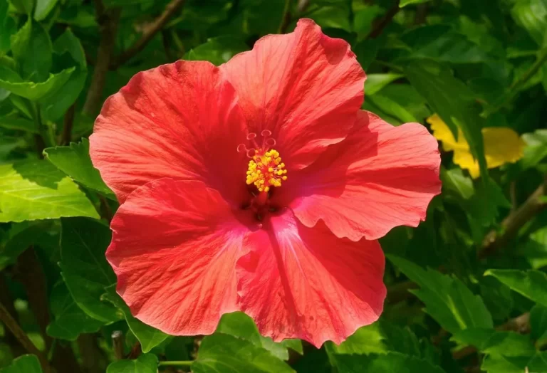 hibiskus skötsel