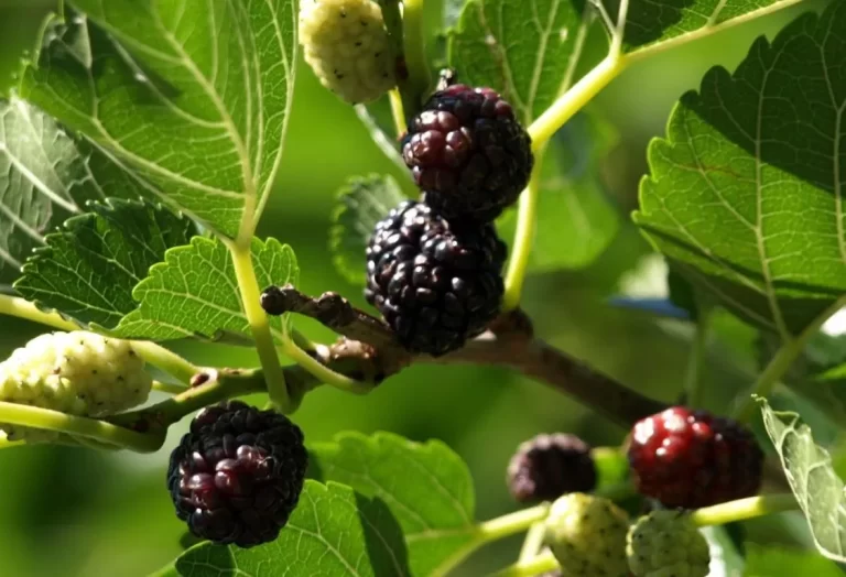 odla mullbär i kruka