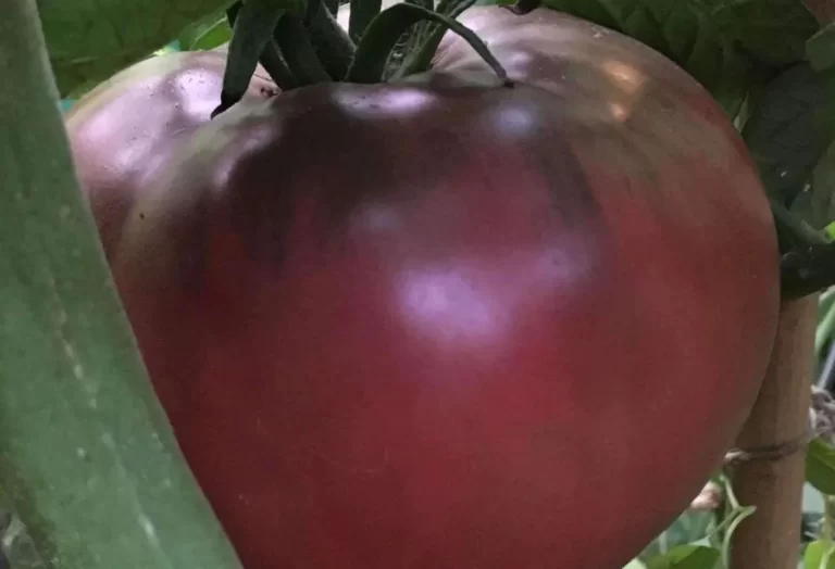 odla Cherokee Lila tomat