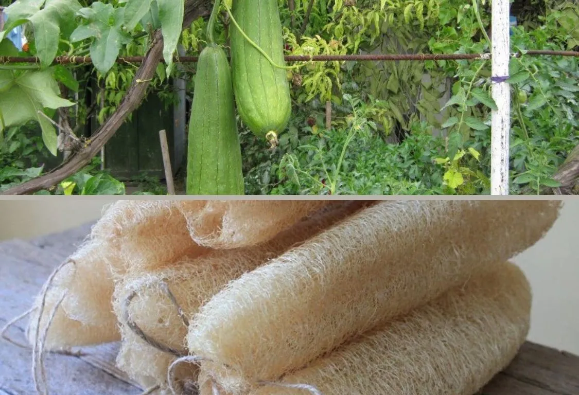 odla luffa