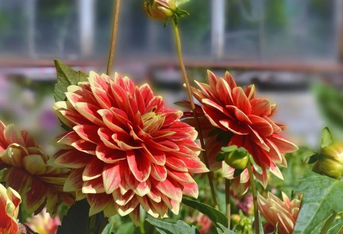 Olika typer av dahlior