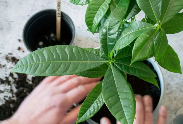 Rotröta behandling krukväxt