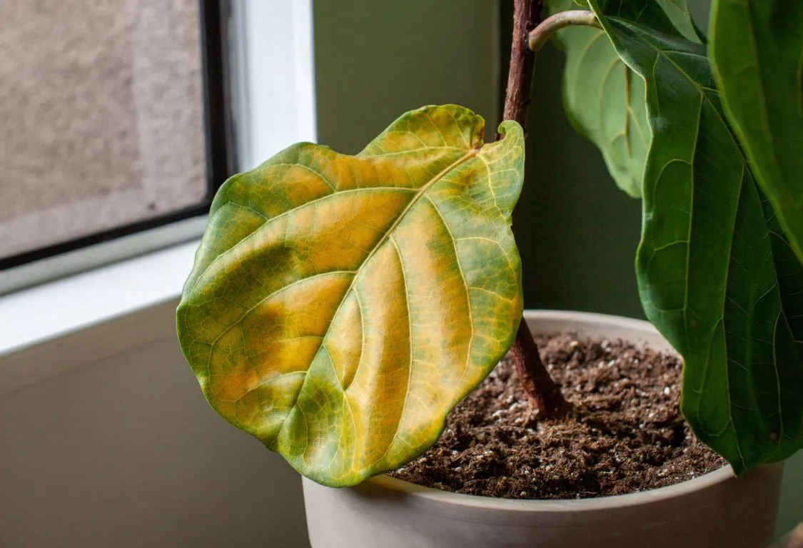 rädda krukväxt med rotröta