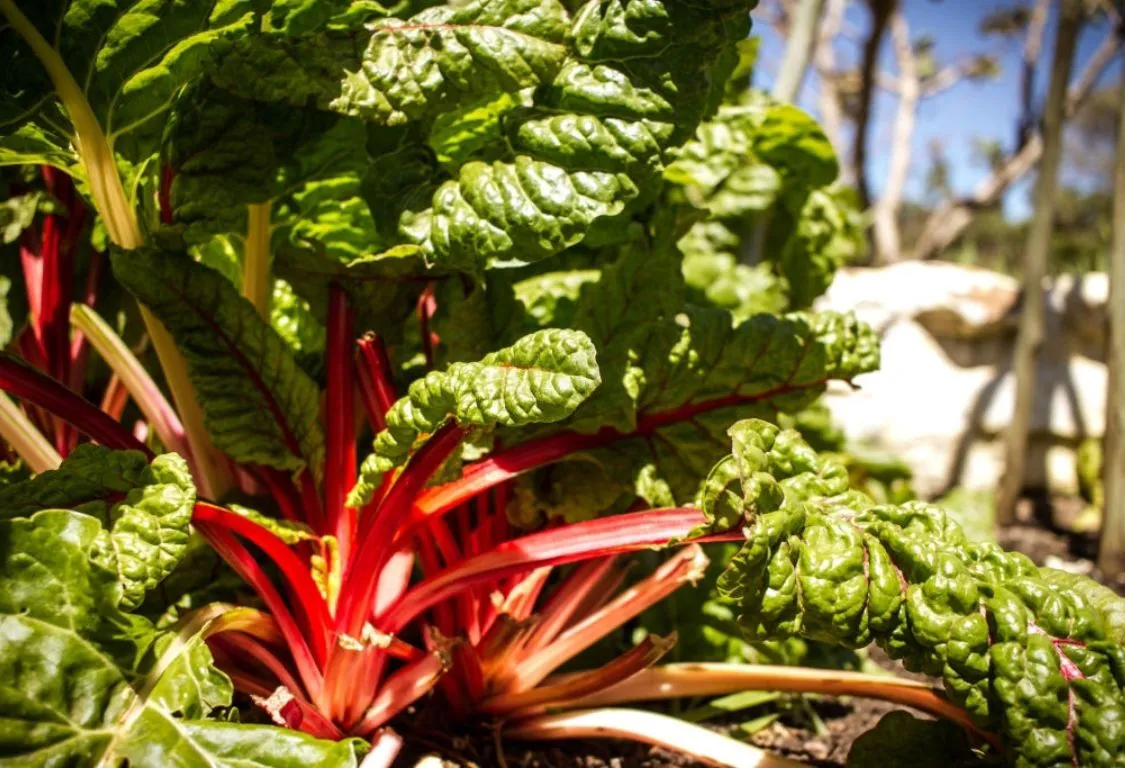 Blommor och Rabarber