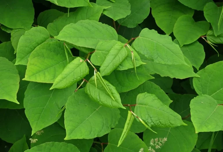 knölklocka bekämpning