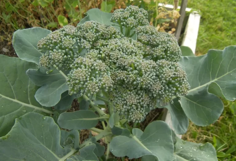 odla broccoli