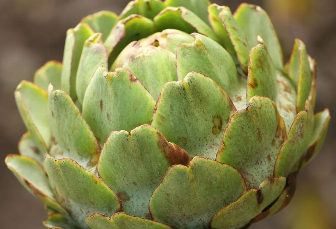 Odla kronärtskocka hemma