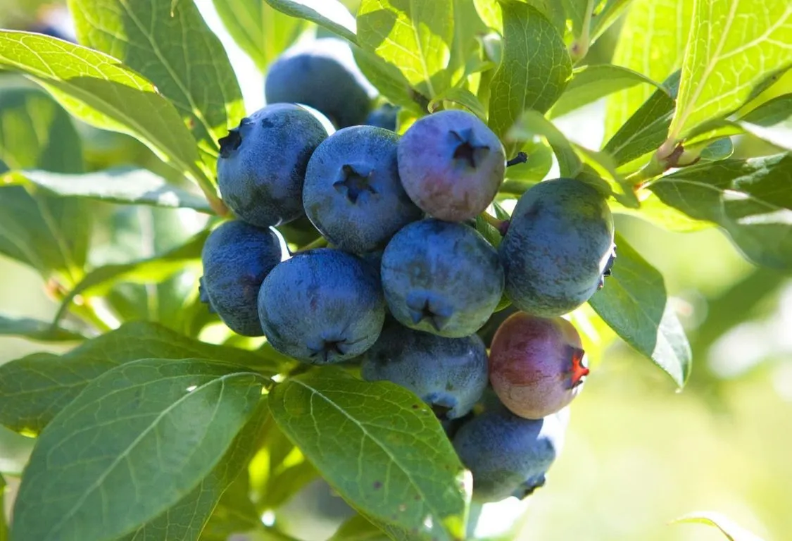 odling av blåbär