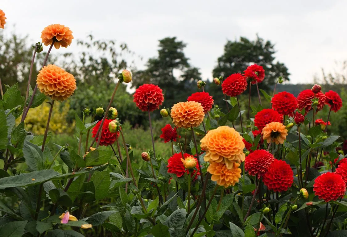 Dahlia Sorter