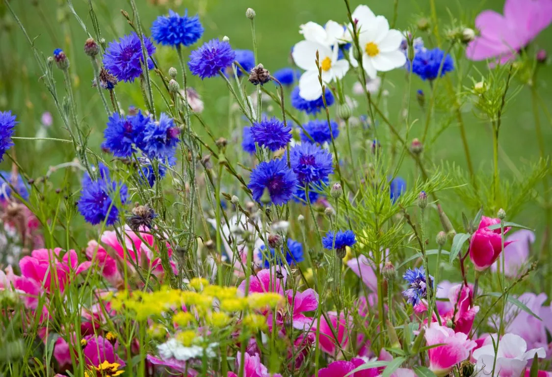 Hur man odlar blommor