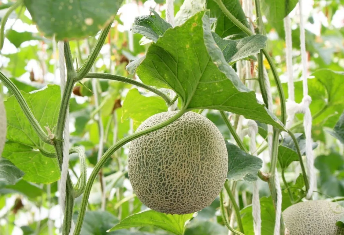 odla cantaloupe melon