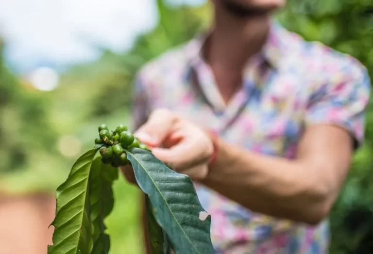 kaffeodling