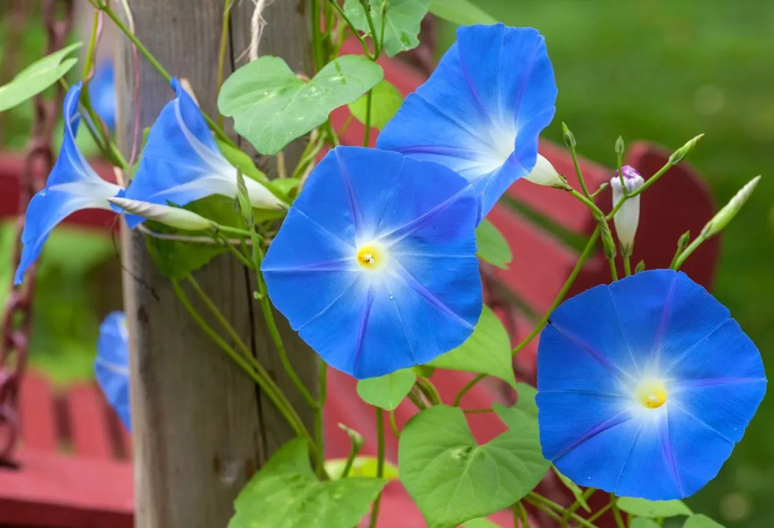 Hur man odlar purpurvinda