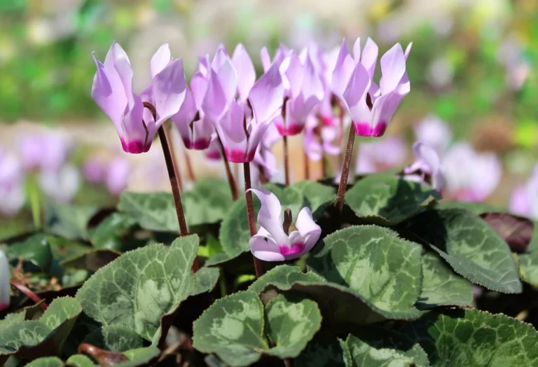 cyklamen skötsel