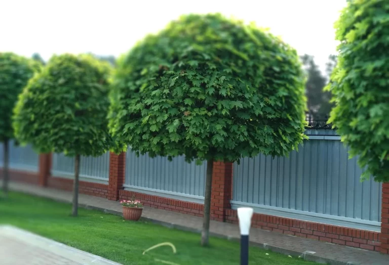 Klotkörsbär Umbraculifera