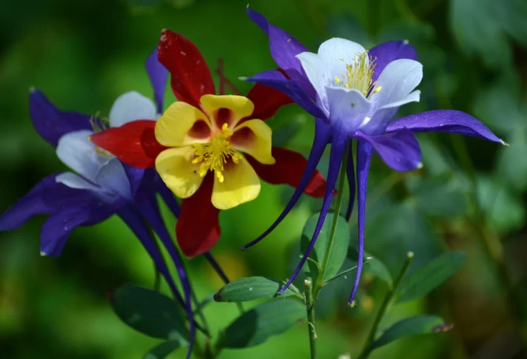 Aquilegia
