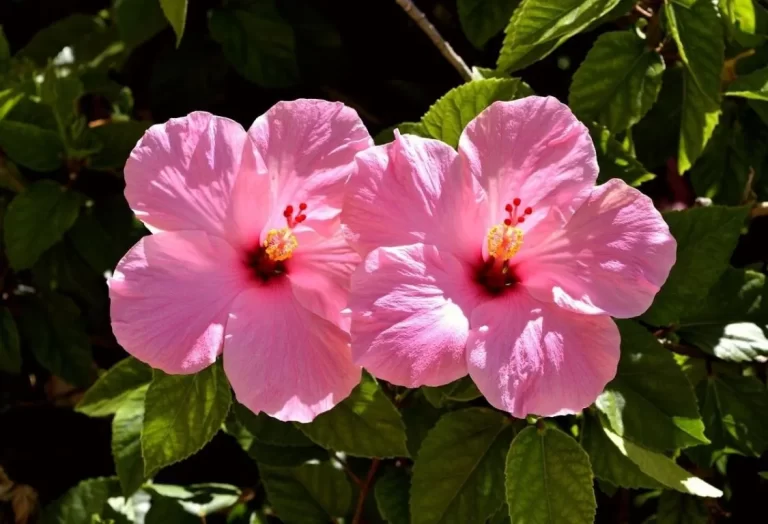 hibiskus