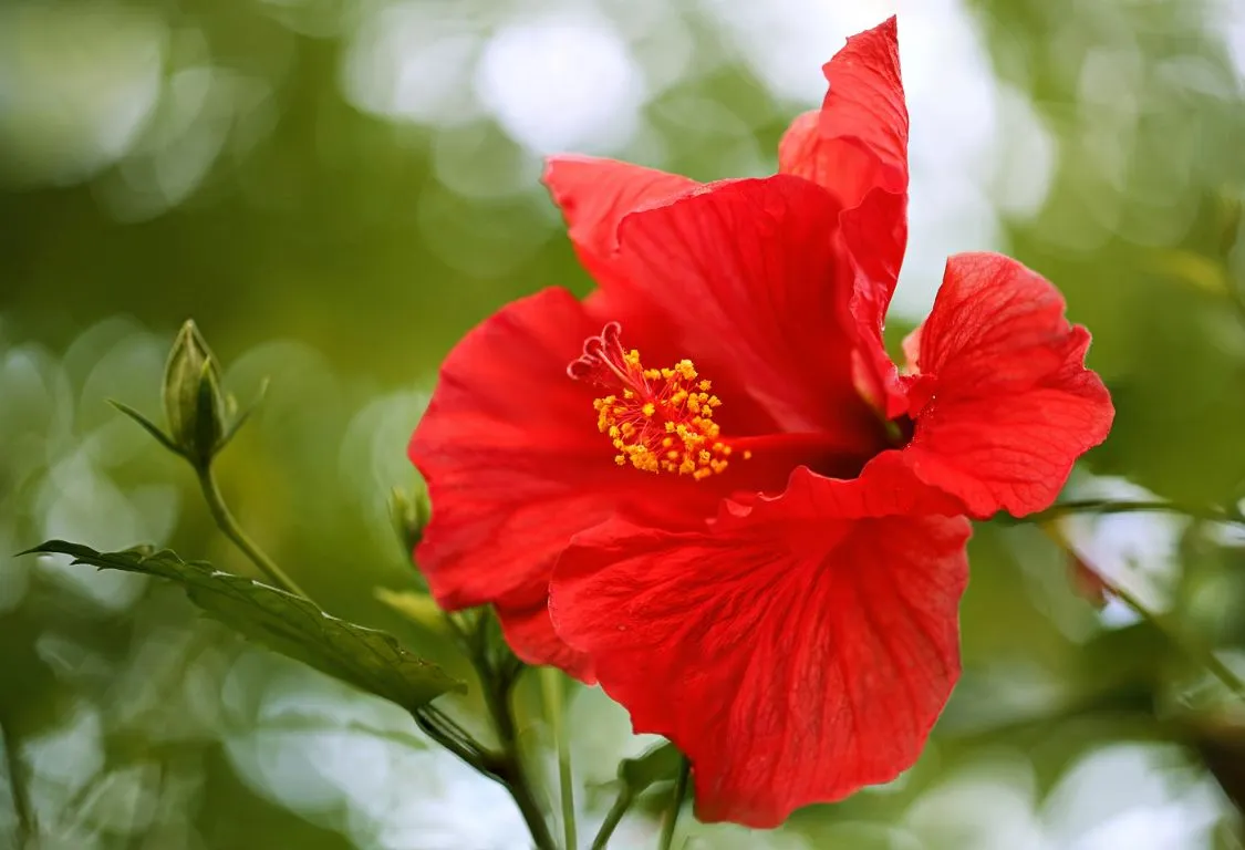 Hibiskus blomma