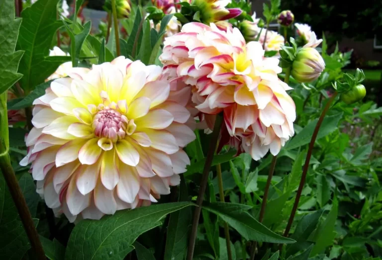 Dahlia i kruka