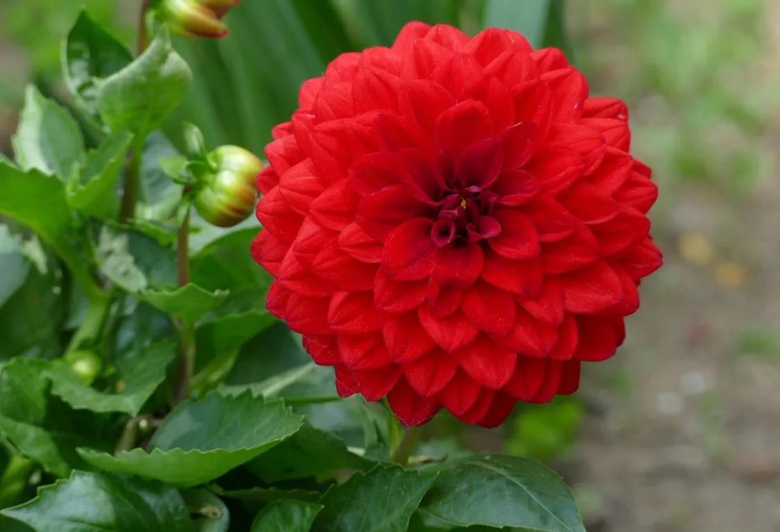 planteringsavstånd dahlia