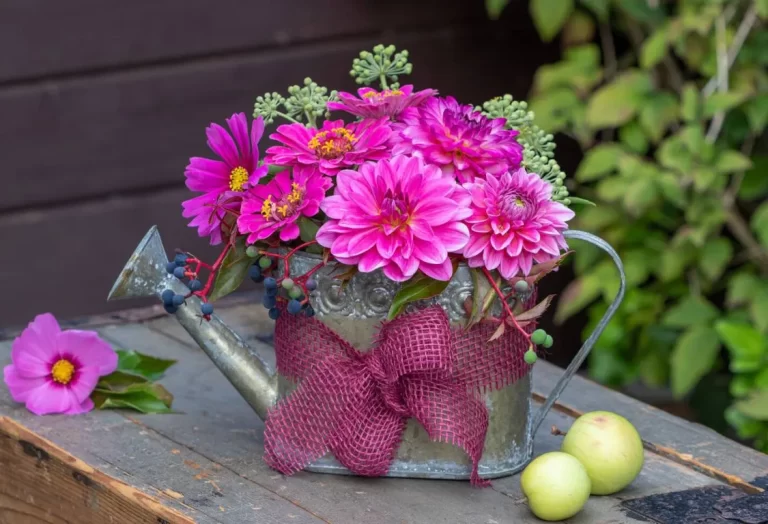 förodla dahlia i plastpåse